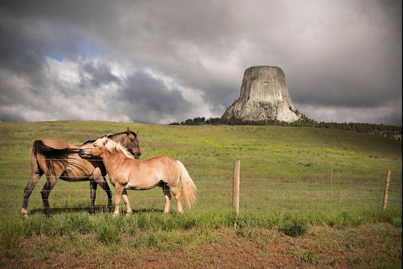 Horses at Devil's Tower