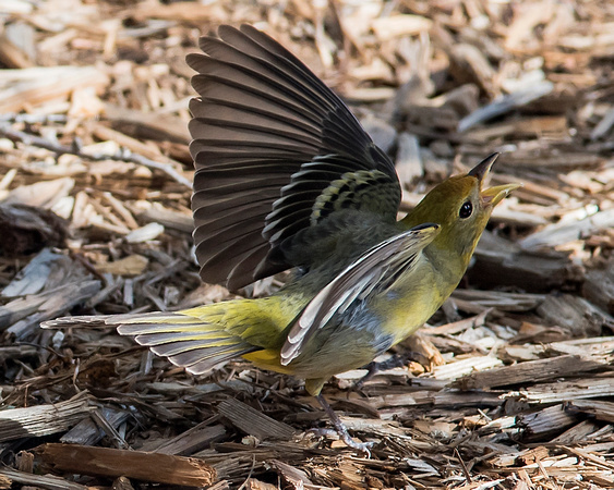 Female western tanager