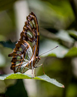Butterfly, Albuquerque Biopark