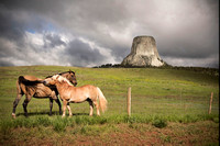 Horses at Devil's Tower, WY 8x12