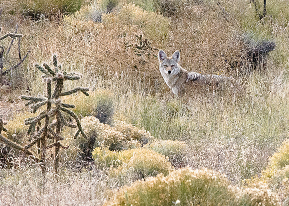 Coyote on alert