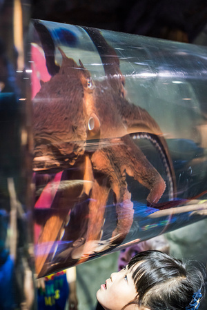 Octopus and admirer, Seattle Aquarium