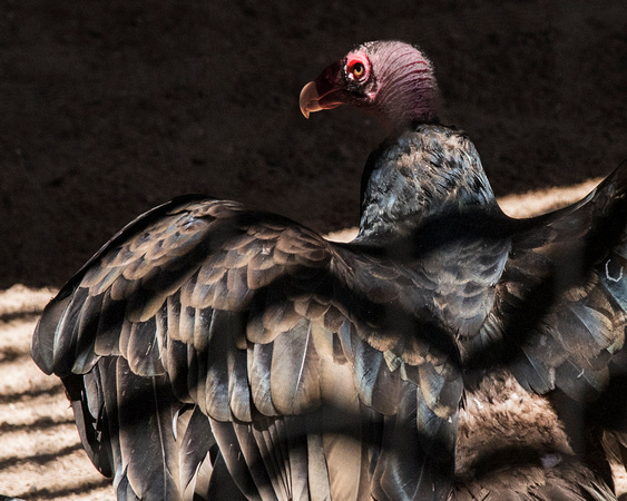 "Festus," turkey vulture at Wildlife West