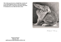 Backyard Bunny copy